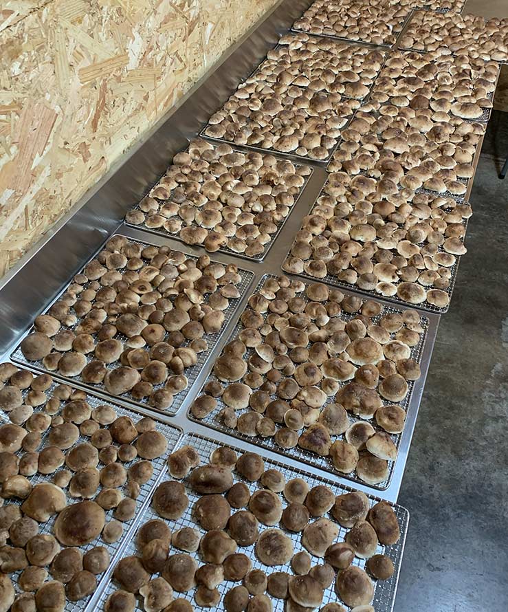 champignons-seches-amyco-rennes-pace-vente-marche